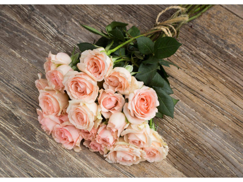 Meilland Jardin & Parfum Rose Alina Parfumella